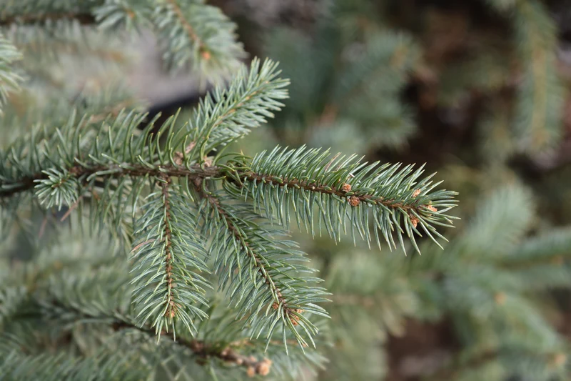 Picea pungens 'Fat Albert'