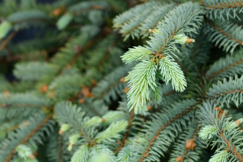 Picea pungens 'Baby Blue'