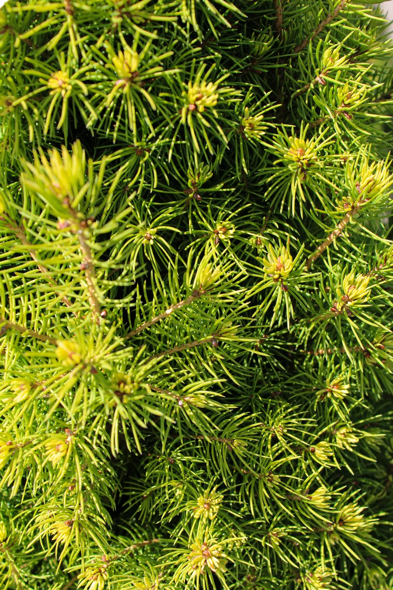 Épinette blanche ‘Rainbow's End’ ( Picea glauca ‘Rainbow's End’)