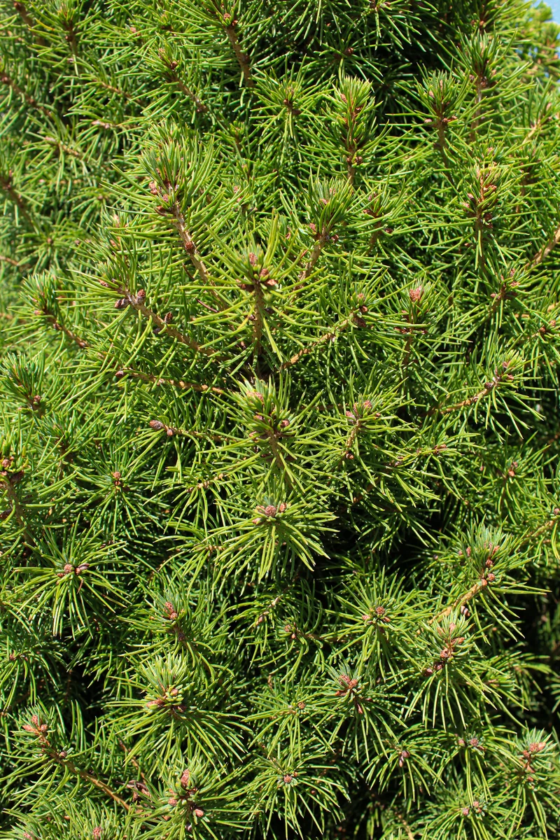 Épinette blanche ‘Conica’ ( Picea glauca ‘Conica’)