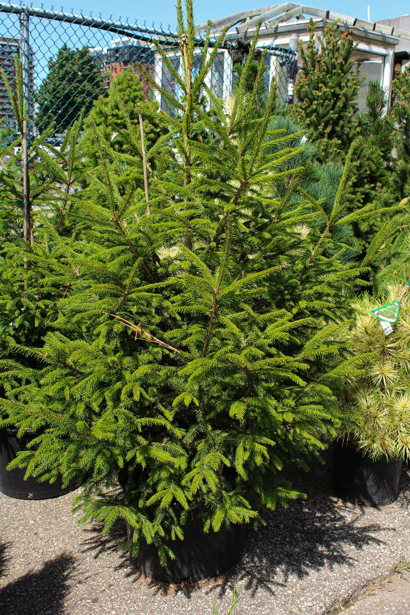 Épinette de Norvège ‘Royal Splendor’ ( Picea abies ‘Royal Splendor’)