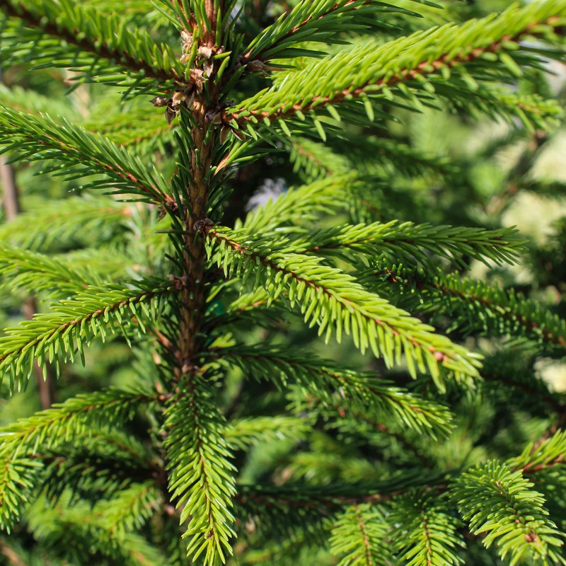 Épinette de Norvège ‘Royal Splendor’ ( Picea abies ‘Royal Splendor’)