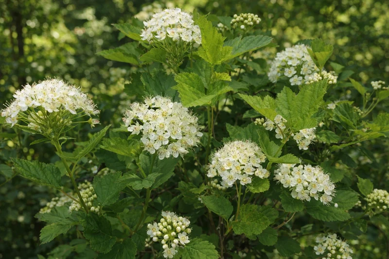 Physocarpe ‘Nana’ ( Physocarpus opulifolius ‘Nana’)