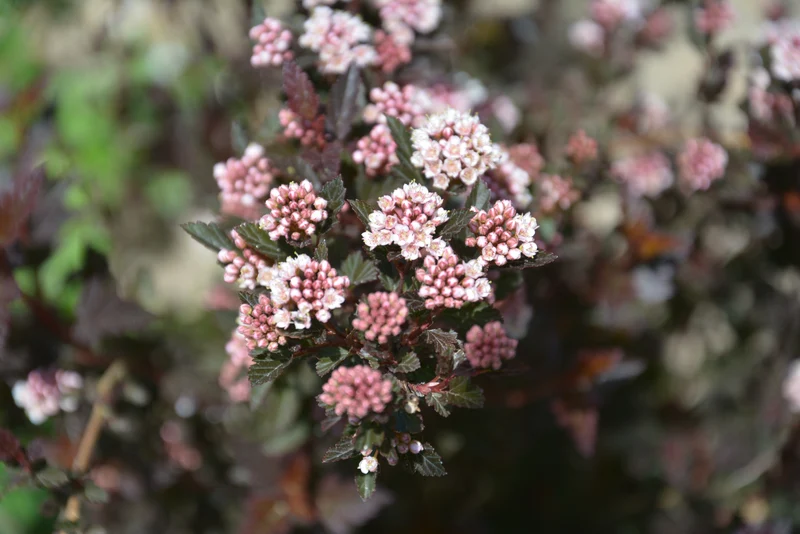 Physocarpe ‘Little Devil’ ( Physocarpus opulifolius ‘Little Devil’)