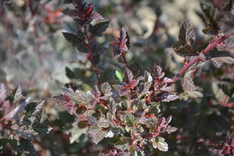 Physocarpe ‘Little Devil’ ( Physocarpus opulifolius ‘Little Devil’)