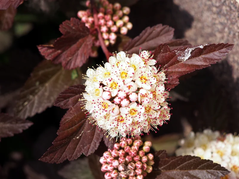 Physocarpe ‘Ginger Wine’ ( Physocarpus opulifolius ‘Ginger Wine’)