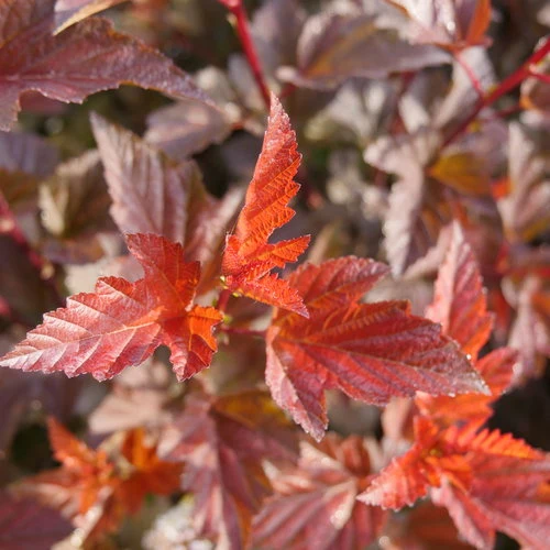 Physocarpe ‘Ginger Wine’ ( Physocarpus opulifolius ‘Ginger Wine’)