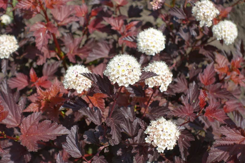 Physocarpe ‘Diabolo’ ( Physocarpus opulifolius ‘Diabolo’)