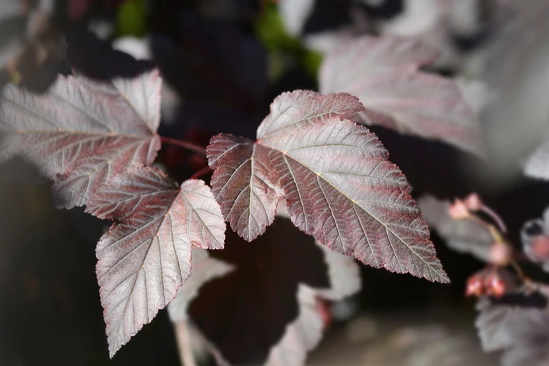 Physocarpe ‘Diabolo’ ( Physocarpus opulifolius ‘Diabolo’)
