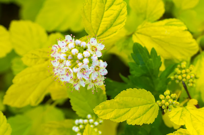 Physocarpe ‘Dart's Gold’ ( Physocarpus opulifolius ‘Dart's Gold’)
