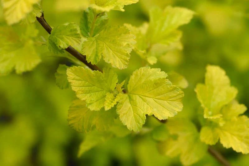 Physocarpe ‘Dart's Gold’ ( Physocarpus opulifolius ‘Dart's Gold’)