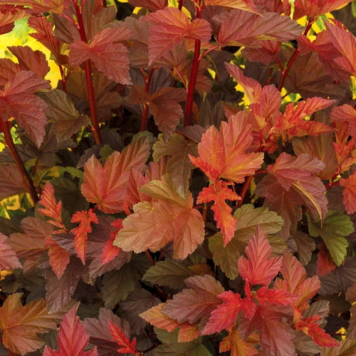 Physocarpe ‘Coppertina’ ( Physocarpus opulifolius ‘Coppertina’)