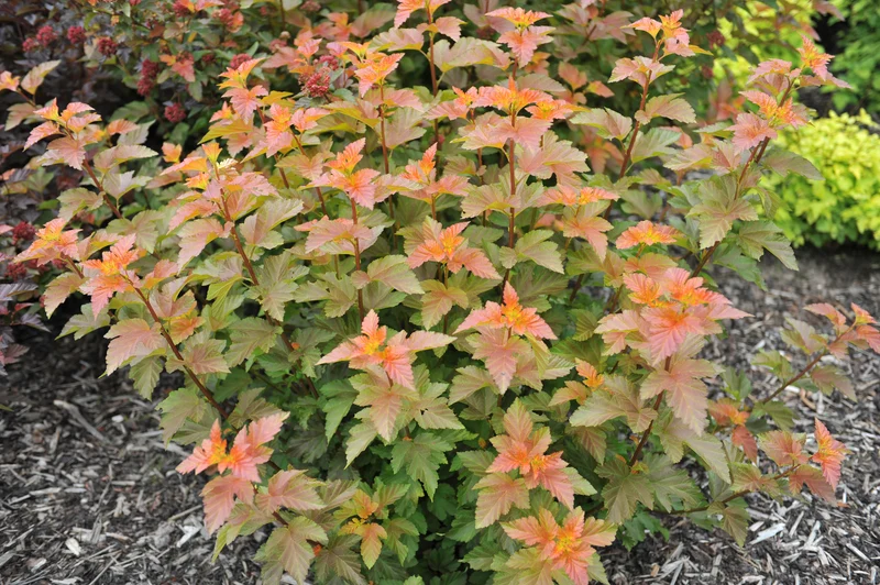 Physocarpe ‘Amber Jubilee’ ( Physocarpus opulifolius ‘Amber Jubilee’)