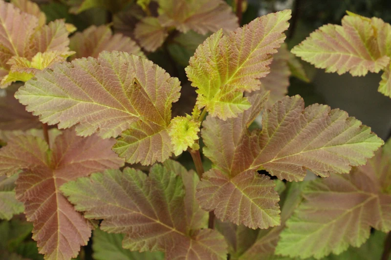 Physocarpe ‘Amber Jubilee’ ( Physocarpus opulifolius ‘Amber Jubilee’)