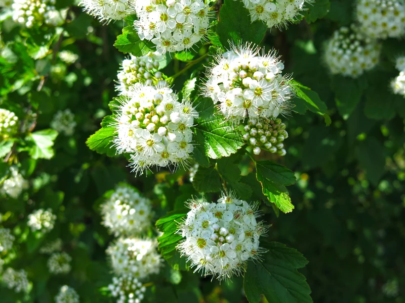 Physocarpe à feuilles d'obier ( Physocarpus opulifolius )