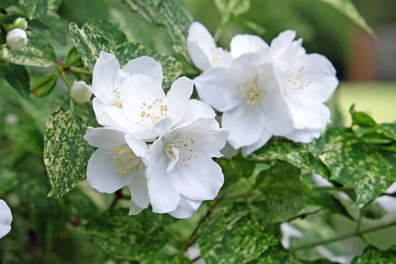 Seringat ‘Innocence’ ( Philadelphus ‘Innocence’)