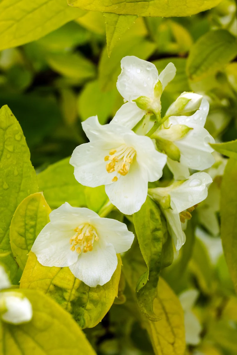 Seringat odorant doré ‘Aureus’ ( Philadelphus coronarius ‘Aureus’)