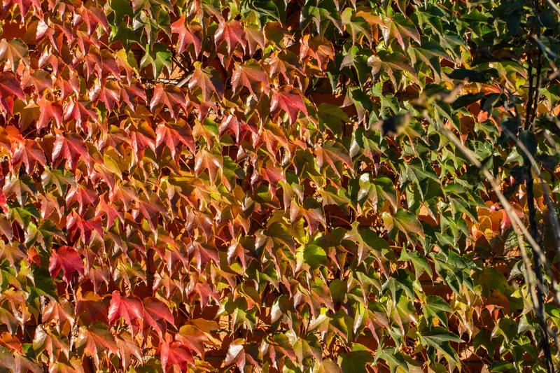Vigne vierge de Boston ‘Veitchii’ ( Parthenocissus tricuspidata ‘Veitchii’)