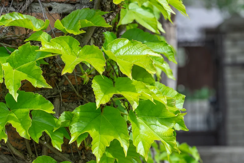 Vigne vierge de Boston ‘Robusta’ ( Parthenocissus tricuspidata ‘Robusta’)