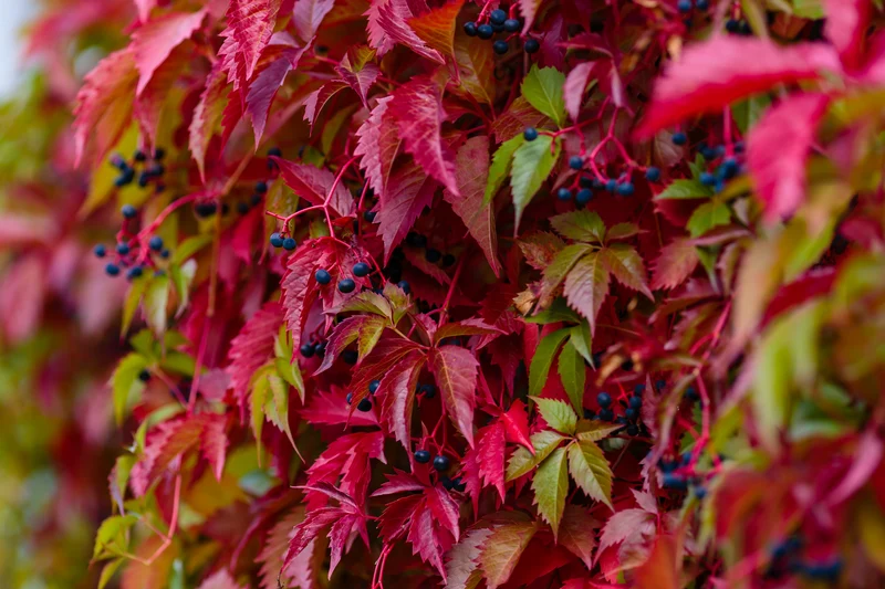 Vigne vierge à cinq folioles ‘Engelmannii’ ( Parthenocissus quinquefolia ‘Engelmannii’)