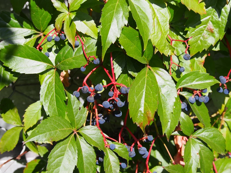 Vigne vierge à cinq folioles ( Parthenocissus quinquefolia )