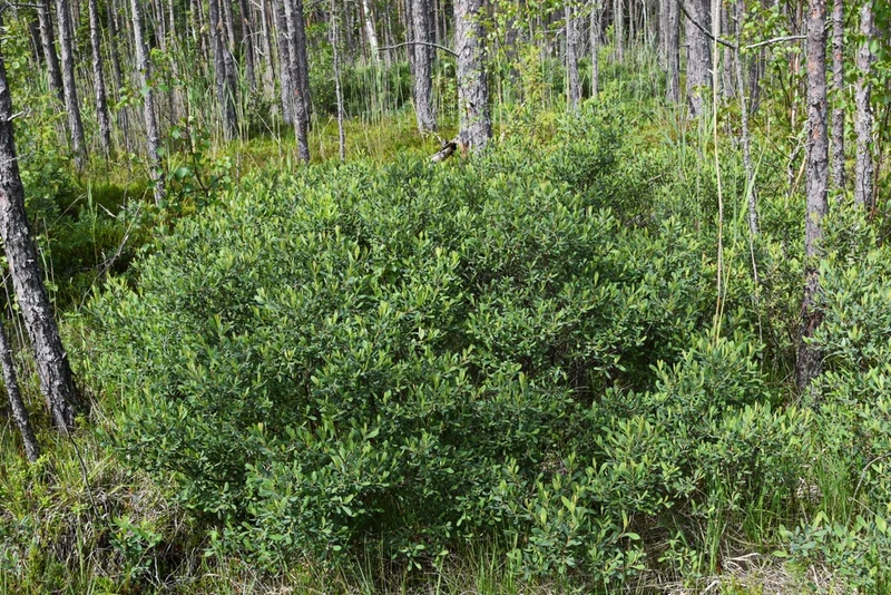 Myrique baumier ( Myrica gale )