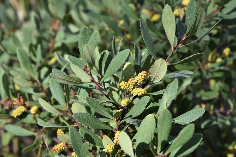 Myrique baumier ( Myrica gale )