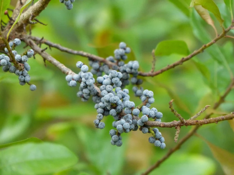Myrique baumier ( Myrica gale )