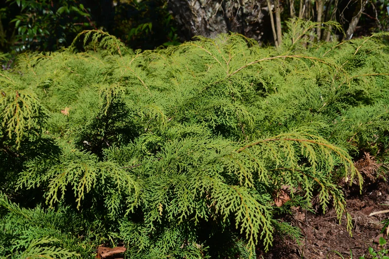 Cyprès de Sibérie ( Microbiota decussata )