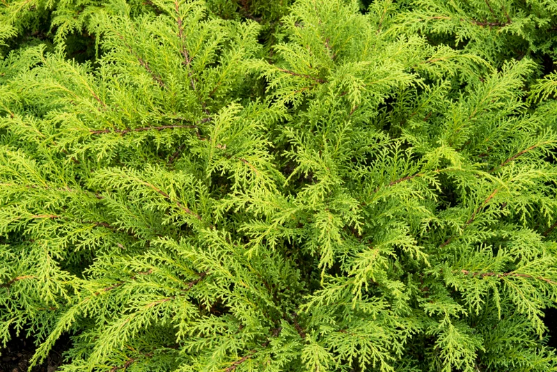 Cyprès de Sibérie ( Microbiota decussata )