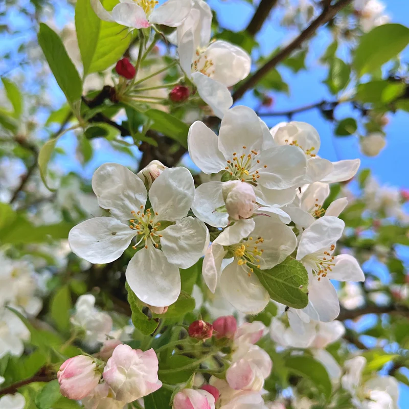 Pommier décoratif ‘Sugar Time’ ( Malus ‘Sugar Time’)
