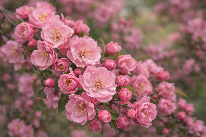 Malus 'Brandywine'