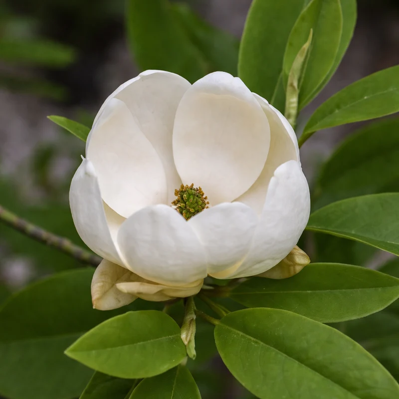 Magnolia de Virginie ‘Moonglow’ ( Magnolia virginiana ‘Moonglow’)