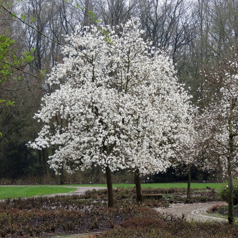 Magnolia loebner ‘Merrill’ ( Magnolia × loebneri ‘Merrill’)