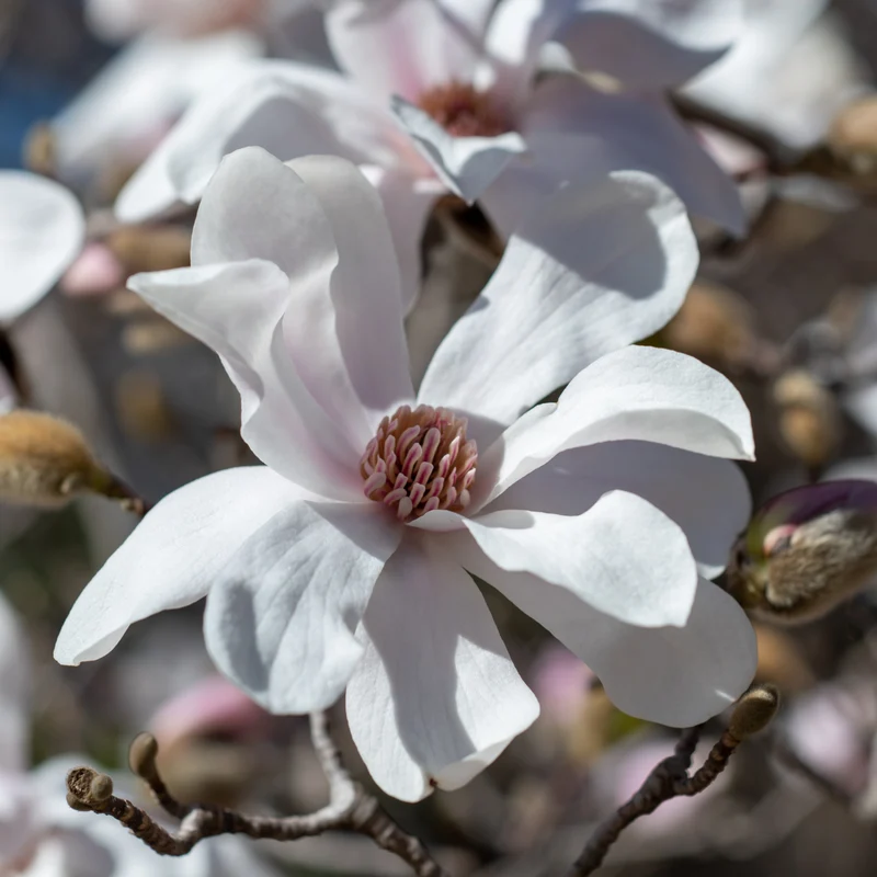 Magnolia loebner ‘Merrill’ ( Magnolia × loebneri ‘Merrill’)