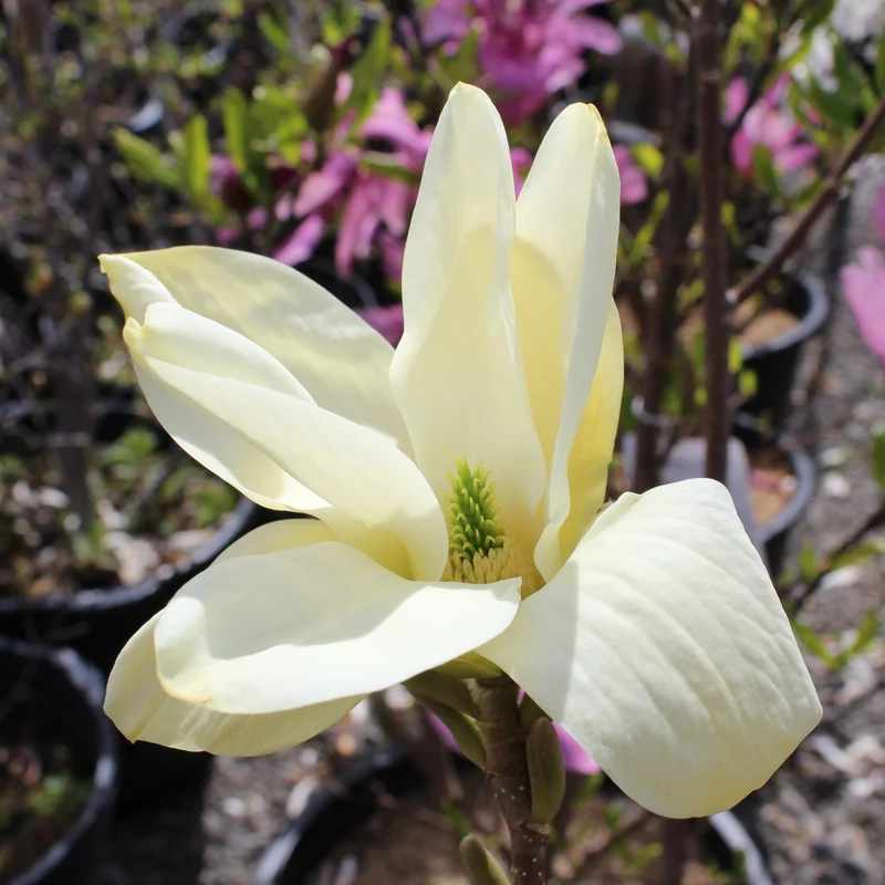 Magnolia ‘Elizabeth’ ( Magnolia × ‘Elizabeth’)