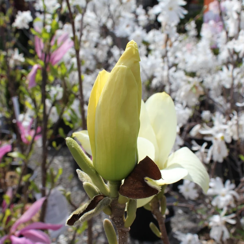 Magnolia ‘Elizabeth’ ( Magnolia × ‘Elizabeth’)
