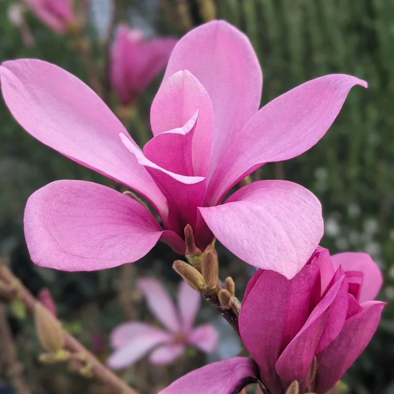 Magnolia ‘Ann’ ( Magnolia × ‘Ann’)