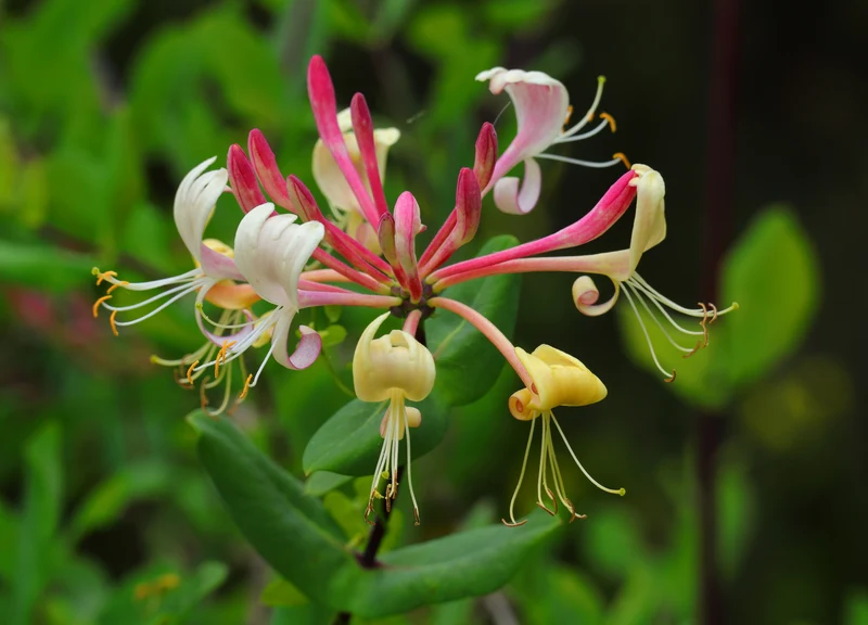 Chèvrefeuille grimpant ‘Peaches and Cream’ ( Lonicera periclymenum ‘Peaches and Cream’)