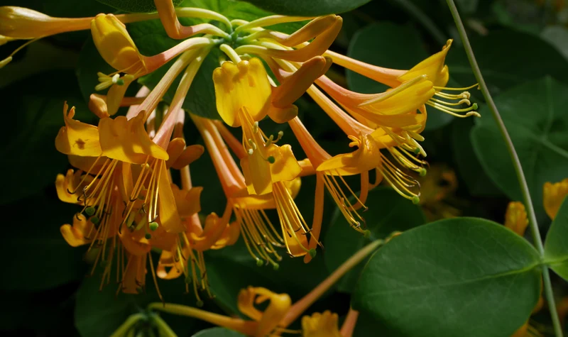 Chèvrefeuille ‘Mandarin’ ( Lonicera ‘Mandarin’)