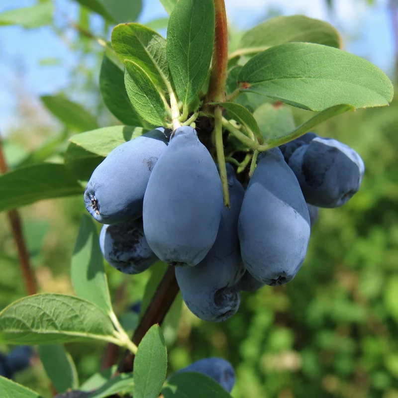 Camerisier ‘Indigo Yum’ ( Lonicera caerulea ‘Indigo Yum’)