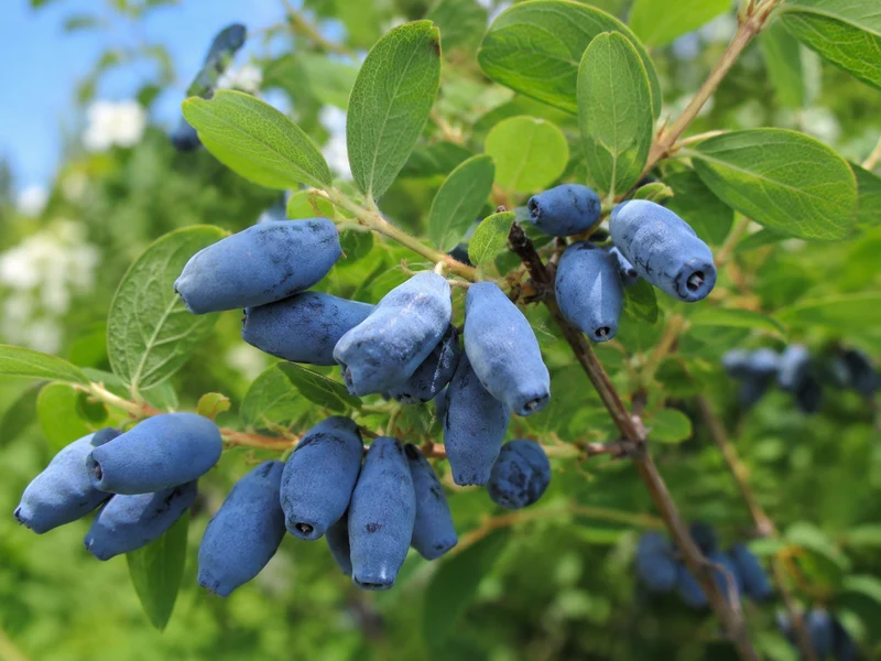 Camerisier ‘Berry Blue’ ( Lonicera caerulea ‘Berry Blue’)
