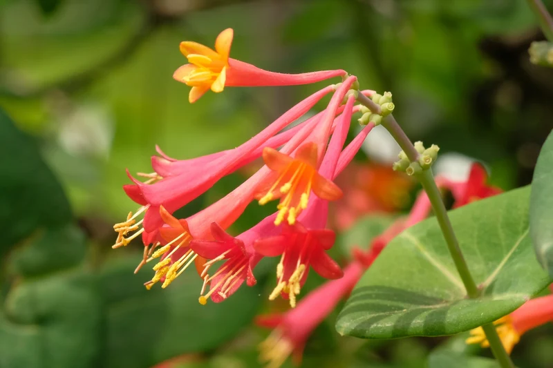 Chèvrefeuille arbustif ‘Arnold Red’ ( Lonicera ‘Arnold Red’)