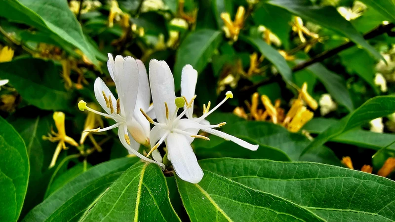 Chèvrefeuille arbustif ‘Abbotsford’ ( Lonicera ‘Abbotsford’)