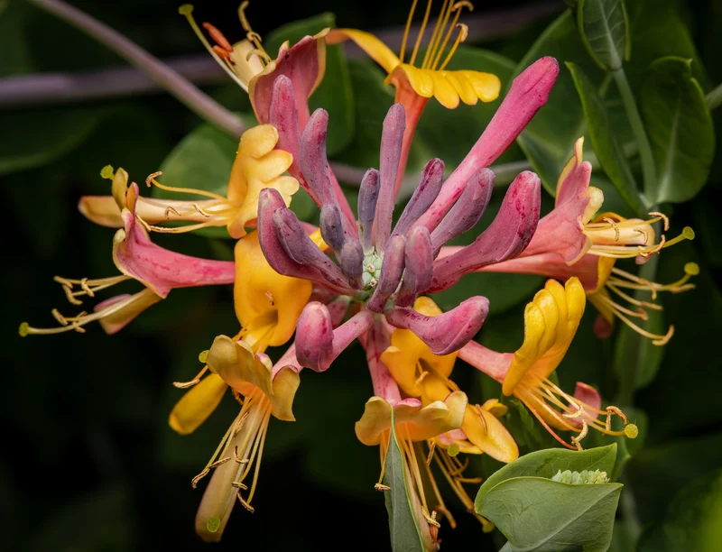 Chèvrefeuille grimpant ‘Goldflame’ ( Lonicera × heckrottii ‘Goldflame’)