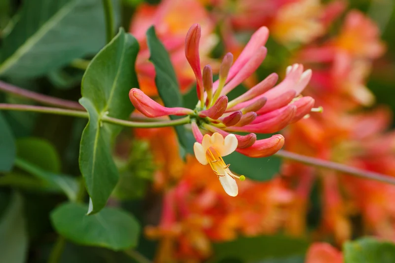 Chèvrefeuille grimpant ‘Dropmore Scarlet’ ( Lonicera × brownii ‘Dropmore Scarlet’)