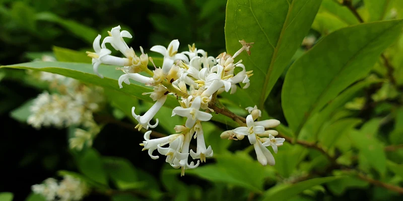 Troène de l'Amour ( Ligustrum amurense )