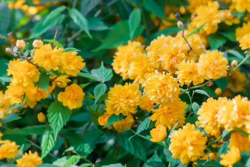 Kerria du Japon ‘Pleniflora’ ( Kerria japonica ‘Pleniflora’)