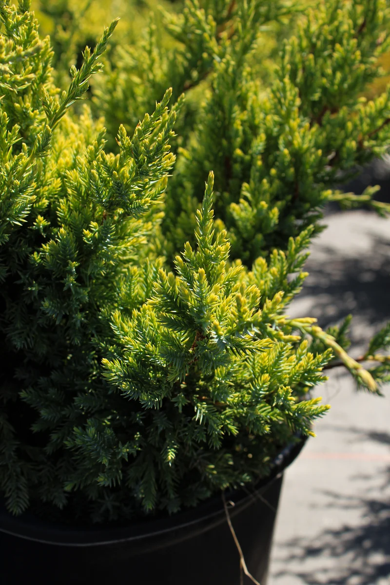 Genévrier ‘Dream Joy’ ( Juniperus squamata ‘Dream Joy’)