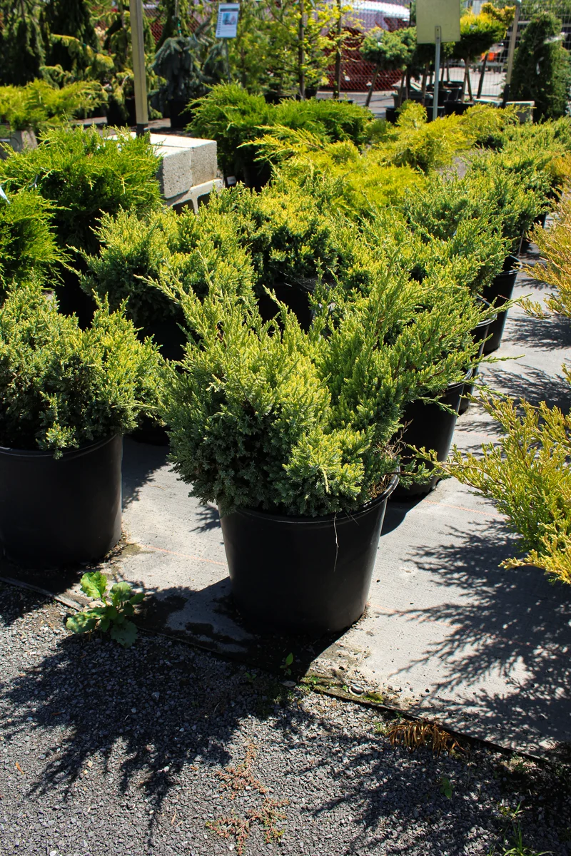 Genévrier ‘Dream Joy’ ( Juniperus squamata ‘Dream Joy’)
